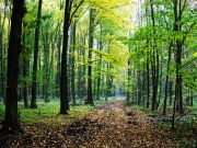 În pădurile din Moldova a început lupta cu dăunatorii