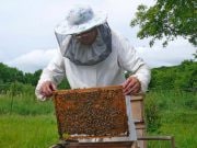 Lecție publică pentru apicultori