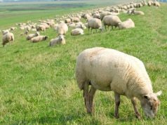 Despre pășunat în perioada lunilor aprilie- mai