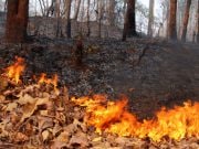 Arderea resturilor vegetale – prejudiciu major pentru mediu